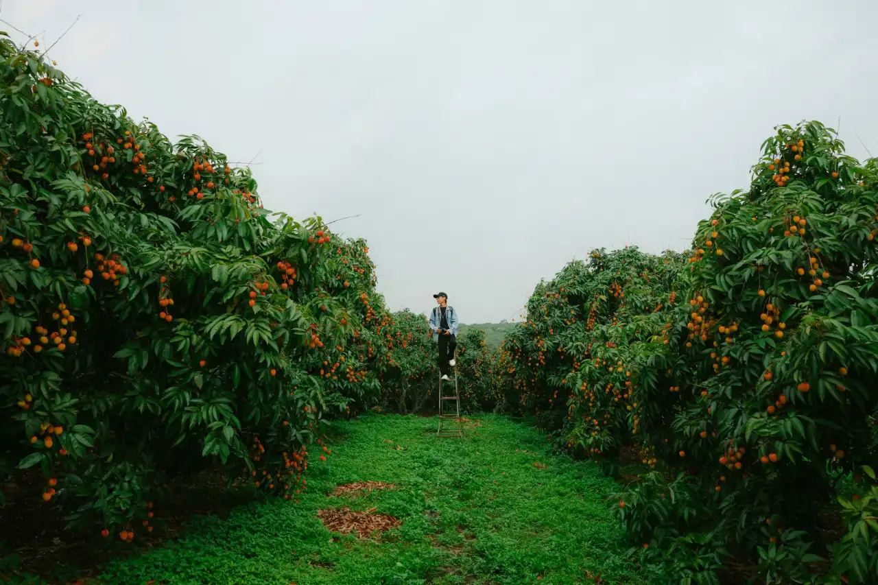 牛羊饲料配方中粗蛋白与能量比例的科学配比方法解析