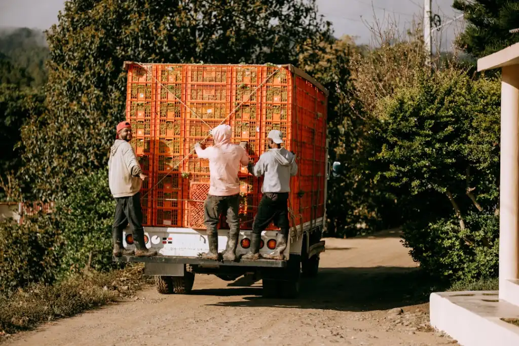 通辽地区肉牛育肥期精补料配方优化与饲喂管理要点