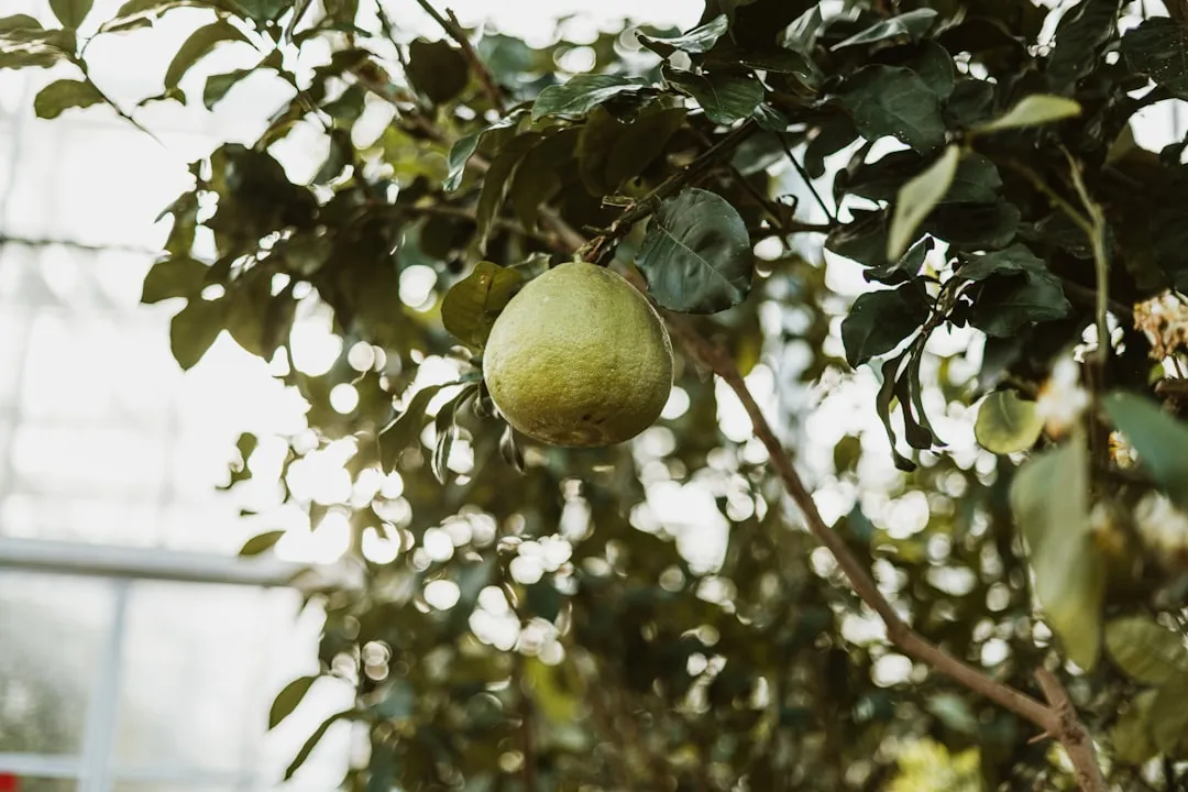 猪饲料预混料品质控制与营养均衡技术解析